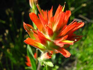Wavy Indian Paintbrush, East Carson River, Carson Iceberg Wilderness.